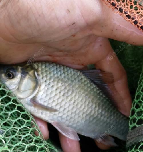 如何选择最佳钓位和餌料？掌握钓鱼技巧提升渔获！