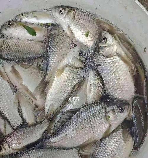 如何用钓鱼技巧钓到更多小鱼？教程中有哪些常见问题解答？