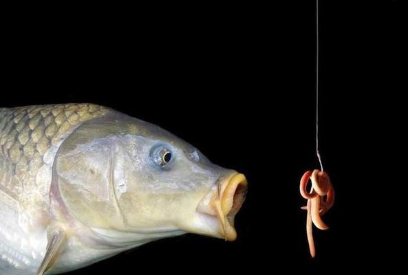 钓鱼技巧钓鱼的技巧有哪些？如何提高钓鱼成功率？
