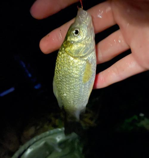 夜钓技巧有哪些？如何提高钓鱼技巧？