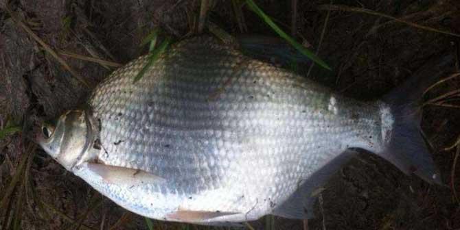 钓鱼技巧钓鱼用什么饵？如何选择最佳鱼饵以提高钓获率？