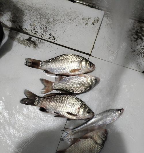 钓鱼技巧钓鱼怎样观漂杨杆？掌握这些技巧让你轻松钓到鱼