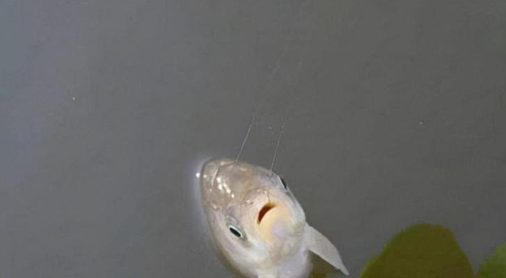 如何根据鱼种选择合适的钓鱼技巧和钓组？