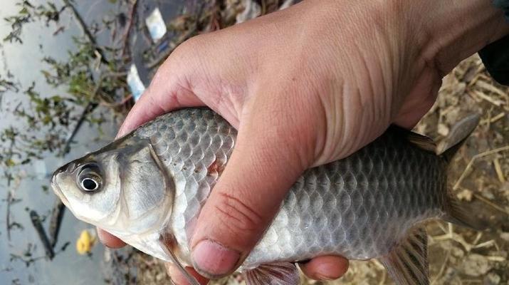 冬钓鲫鱼时如何找到最佳鱼窝位置？有哪些技巧可以提高成功率？