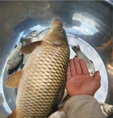 冬钓鲫鱼时如何找到最佳鱼窝位置？有哪些技巧可以提高成功率？