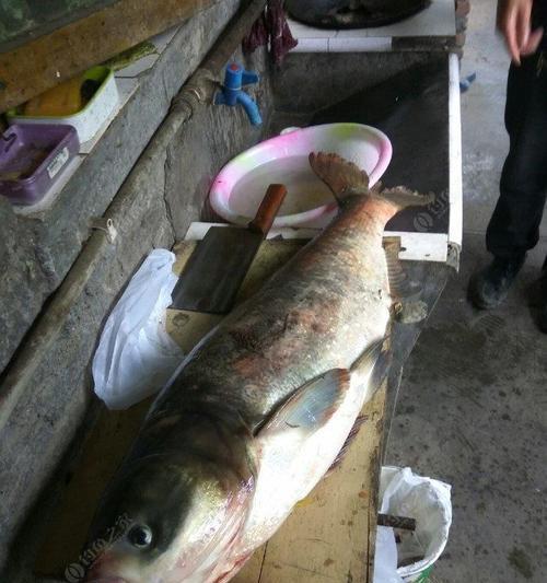 冬季如何钓鲢鱼？掌握这些钓鱼技巧了吗？
