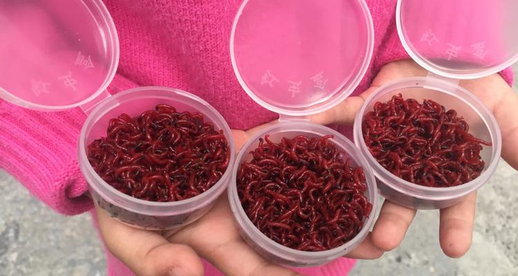钓鱼技巧中多余的红虫如何正确保存？