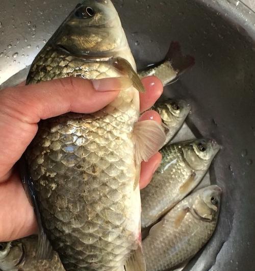 钓鱼技巧饵料怎么配？如何根据季节和鱼种选择合适的饵料？