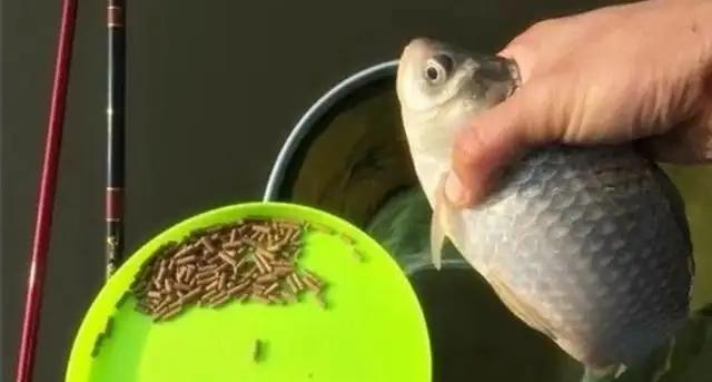 如何自制钓鱼饵料？自制饵料有哪些技巧？