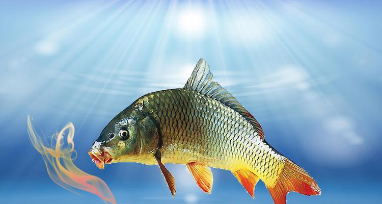 如何选择合适的钓鱼饵料？掌握哪些钓鱼技巧能提高成功率？