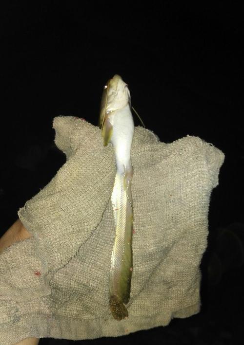 嘎牙钓鱼技巧有哪些？如何提高嘎牙钓鱼的成功率？