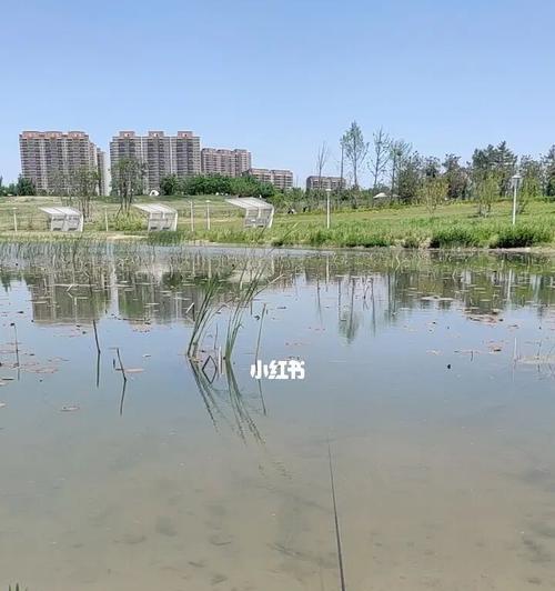 钓鱼技巧给大家？如何快速掌握钓鱼的诀窍？