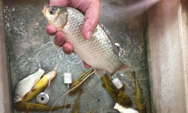 海竿钓鱼技巧有哪些？最佳饵料配方是什么？