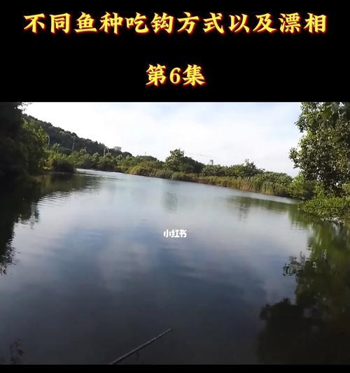 钓鱼技巧和口诀全部是什么？如何快速掌握？