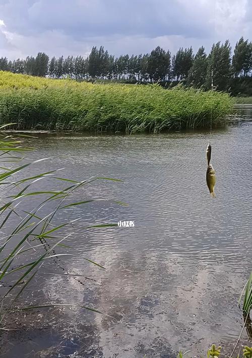 如何提升钓鱼技巧和手感？常见问题有哪些？