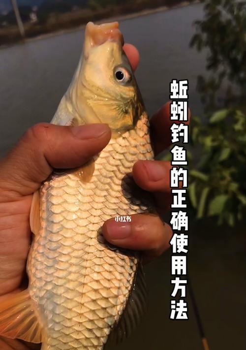 如何提升钓鱼技巧和手感？常见问题有哪些？