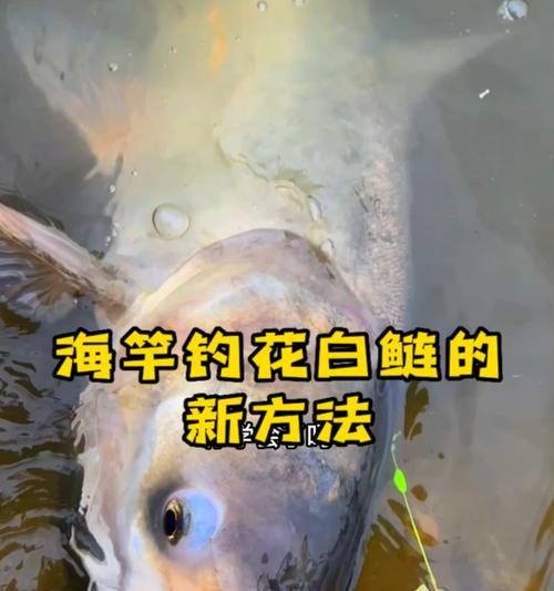河边抛竿钓鱼技巧有哪些？如何正确使用抛竿？
