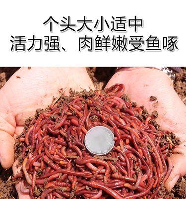 如何正确挂红虫钓鱼？红虫挂法的常见问题有哪些？