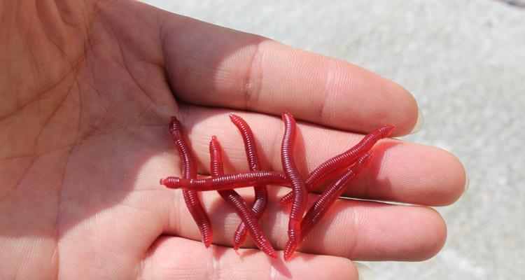 红虫钓鱼技巧有哪些？如何调整红虫钓鱼票？