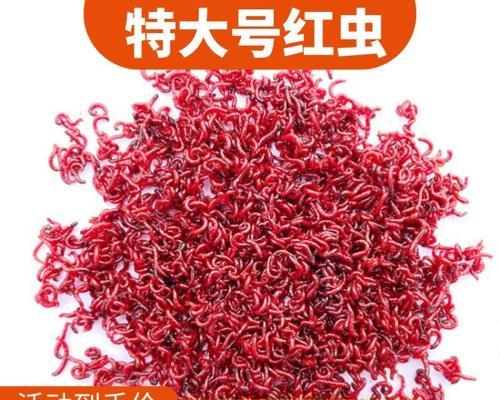 如何使用红虫挂钩技巧钓鱼？不粘手的秘诀是什么？