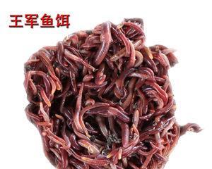 如何正确使用红虫蚯蚓串钩结打法提高钓鱼效率？