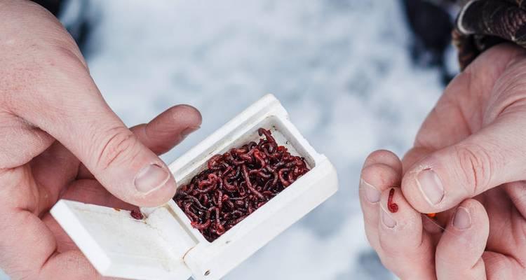 红虫饲料的正确喂食方法是什么？如何提高钓鱼技巧？
