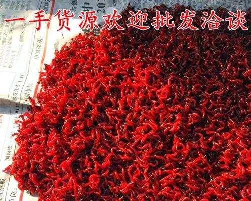红虫饲料的正确喂食方法是什么？如何提高钓鱼技巧？