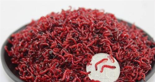 红虫饲料的正确喂食方法是什么？如何提高钓鱼技巧？