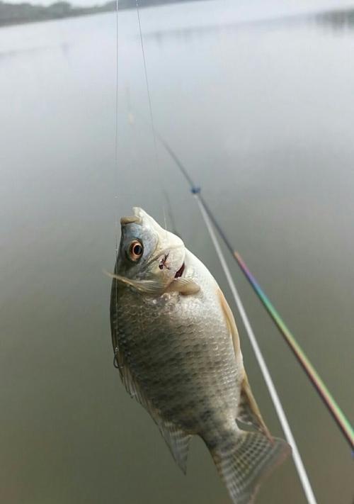 如何掌握钓鱼技巧？最佳钓饵配方是什么？