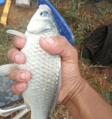 如何用最佳饵料配方钓草鱼？掌握这些钓鱼技巧了吗？