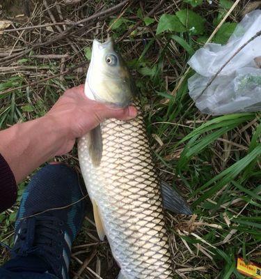 如何用最佳饵料配方钓草鱼？掌握这些钓鱼技巧了吗？