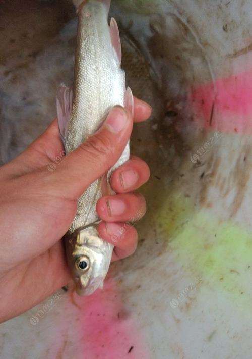 如何提高钓鱼技巧？掌握哪些方法与料能提升钓鱼效率？