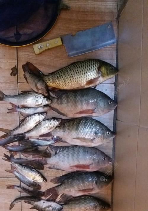 如何选择合适的鱼饵？掌握钓鱼技巧提高成功率？