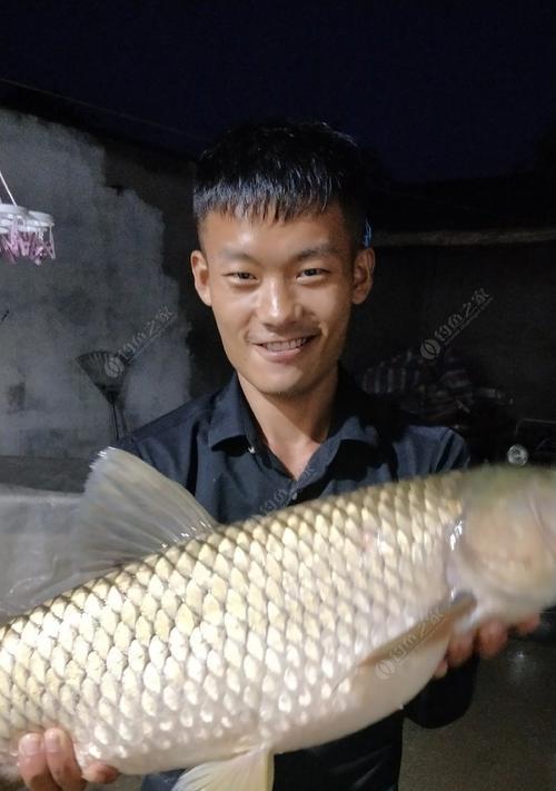 如何提高钓草鱼的实战技巧？掌握哪些技术能更有效钓到草鱼？