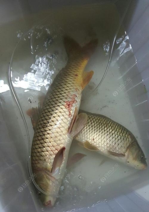 如何用钓鱼技巧成功钓到鲤鱼？讲解钓鲤鱼的常见问题及解决方法？
