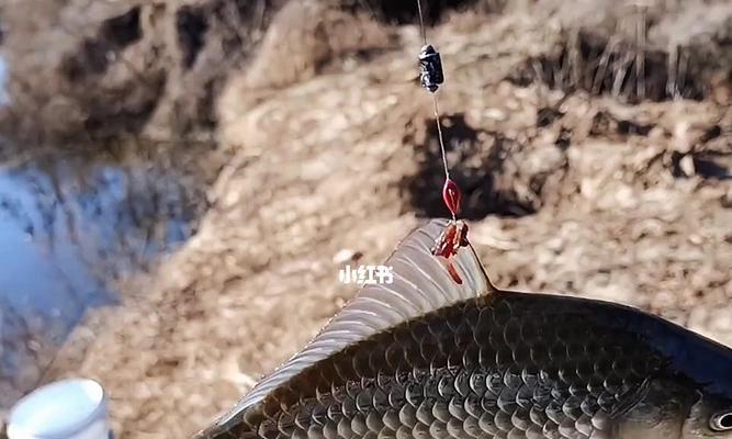 钓鱼技巧讲解上午和下午有什么不同？如何根据时间段选择合适的钓鱼方法？