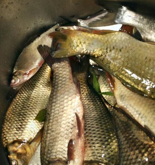 钓鱼技巧教程用饵怎么做？如何自制高效钓鱼饵料？