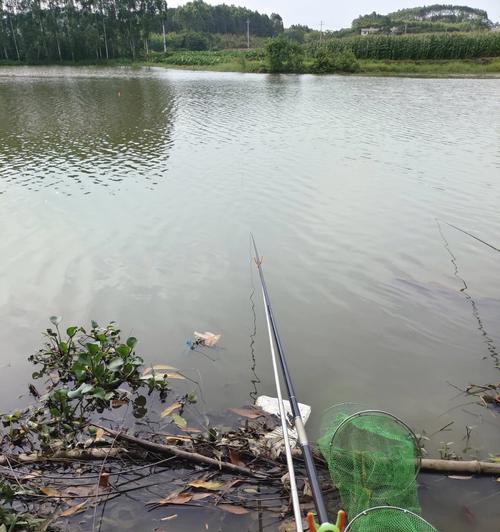 如何提高钓鱼技巧？从初学者到高手的转变过程是怎样的？