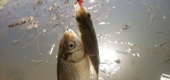钓鱼技巧经验钓法有哪些？如何提高钓鱼成功率？