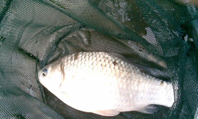 钓鱼技巧开饵新手教学？如何快速掌握开饵技巧？