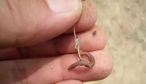 如何使用颗粒饵挂钩防止钓鱼时跑鱼？