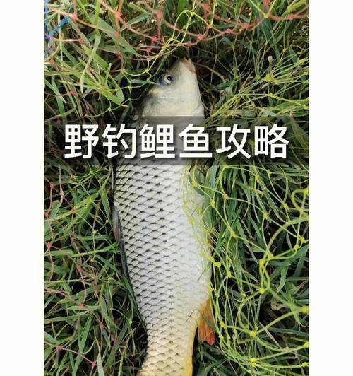 钓鱼技巧老钓友分享：如何提高钓鱼成功率？常见问题有哪些解决方法？