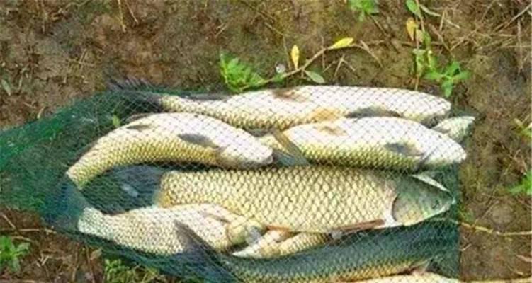 如何使用最佳鲤鱼配料提升钓鱼技巧？常见误区有哪些？