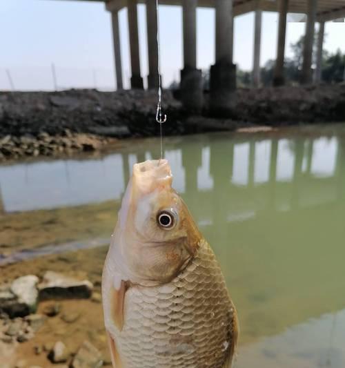 如何识别鲤鱼的漂相？掌握这些钓鱼技巧能提高钓鲤鱼的成功率吗？