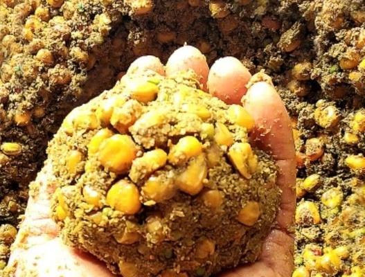 如何使用鲤鱼窝料提升钓鱼技巧？常见问题有哪些？