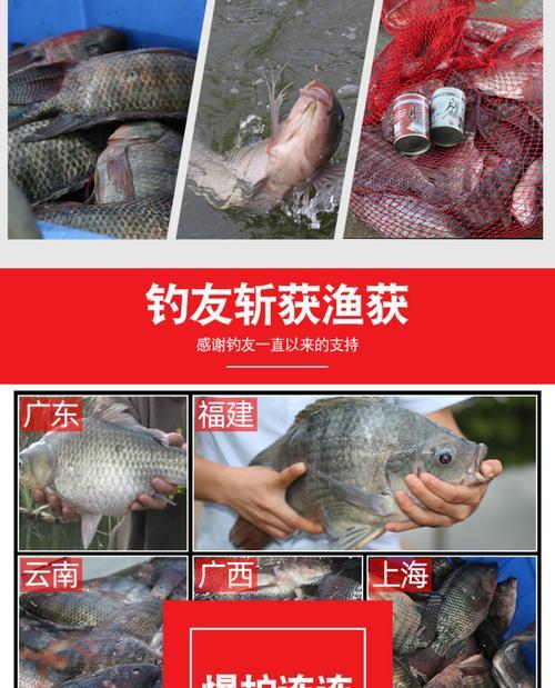 如何在罗非黑坑中运用高级钓鱼技巧？常见问题有哪些？