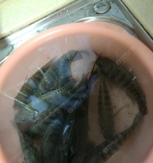 如何掌握钓鱼技巧罗非？有效方法有哪些？