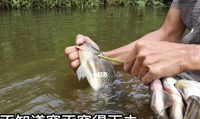 如何正确挂钩蚂蟥以提高钓鱼效率？挂钩蚂蟥的常见错误有哪些？