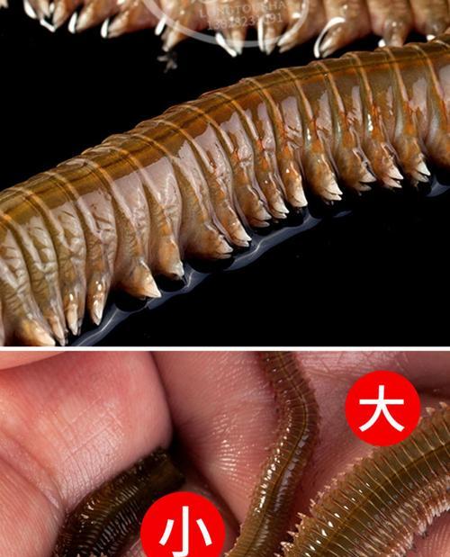 如何正确挂钩蚂蟥以提高钓鱼效率？挂钩蚂蟥的常见错误有哪些？
