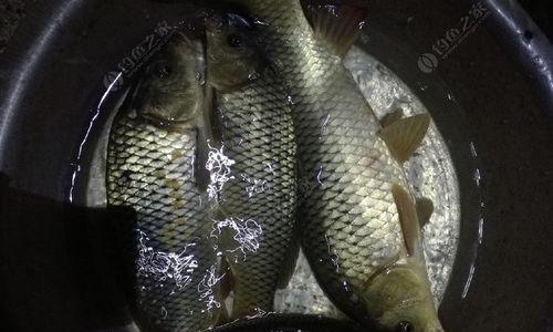 七浅七深钓鱼技巧适合钓什么鱼种？